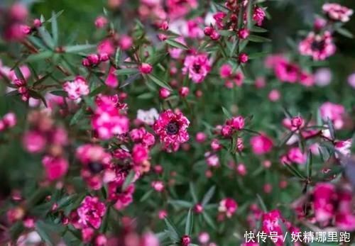 松叶牡丹|养花就养4种花,好养易活花量大,家里变花海,邻居都羡慕!