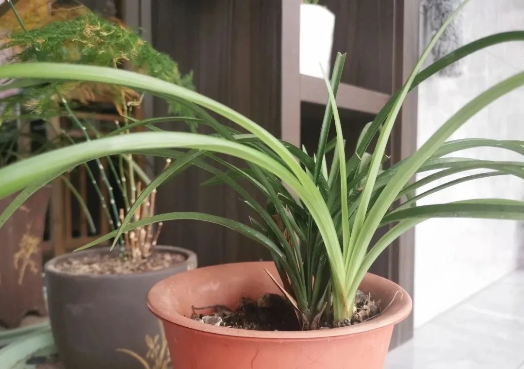 老苗|如何把春兰叶片养矮壮?磷酸二氢钾的另类用法,兰友们可以试试