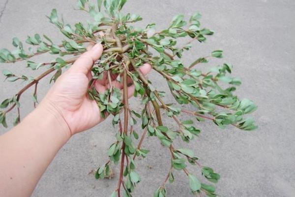 农村玉米地的杂草，包饺子最好吃，我哥种了15亩，卖了16万