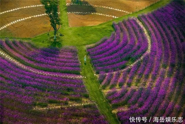 惊艳！这处百花齐放的花海师生全免费！这个暑假就约起！