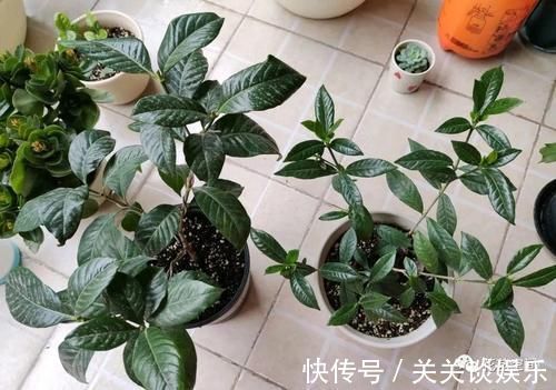 蟹爪兰|邻居家有这四种花,要个枝插土里就活,聪明人都这么干