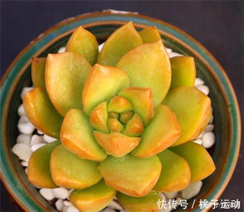 虹之玉锦|“超皮实”的3种多肉,冬天不怕冷,“冻一冻”,颜色更鲜嫩