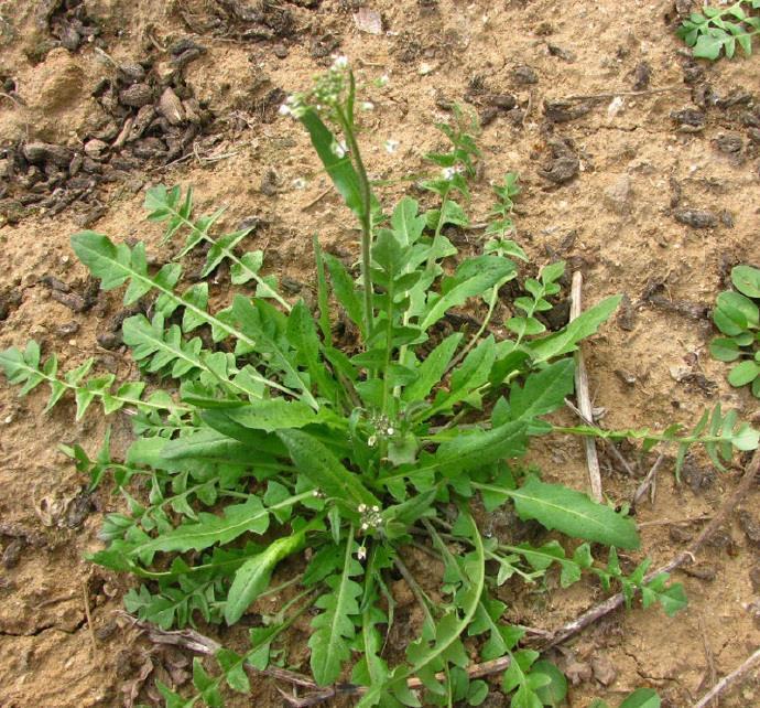 灰灰菜|5种“高钙”菜,农村常见,营养高口感好,却被当成了杂草,可惜