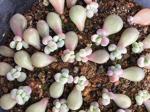 多肉扦插叶片，想快速“生根”得狠心“渴着养”，根须能挤爆盆