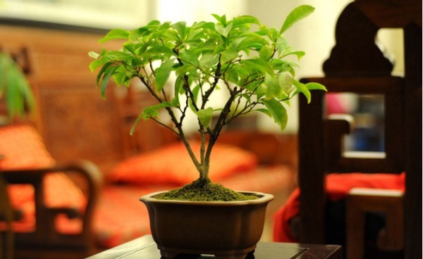 别再烦恼养花养不好了,用这3款“营养水”,叶绿开花多长得旺