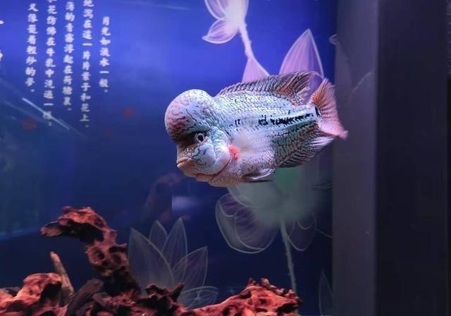 滤棉|鱼缸的滤棉有很多品种,无外乎粗滤、细滤两种,应该如何选择?