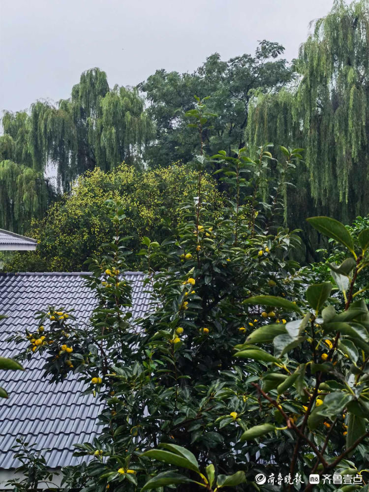 小雨淅沥不停，济南泉城公园美如丹青！雨中漫步悠闲舒适|情报站| 小雨