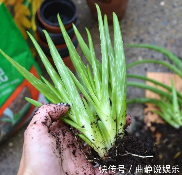 芦荟|养盆栽芦荟注意换盆移栽的6个事项,年年能分出10多盆