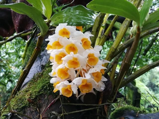 还魂草|“仙斛兰韵”的石斛花