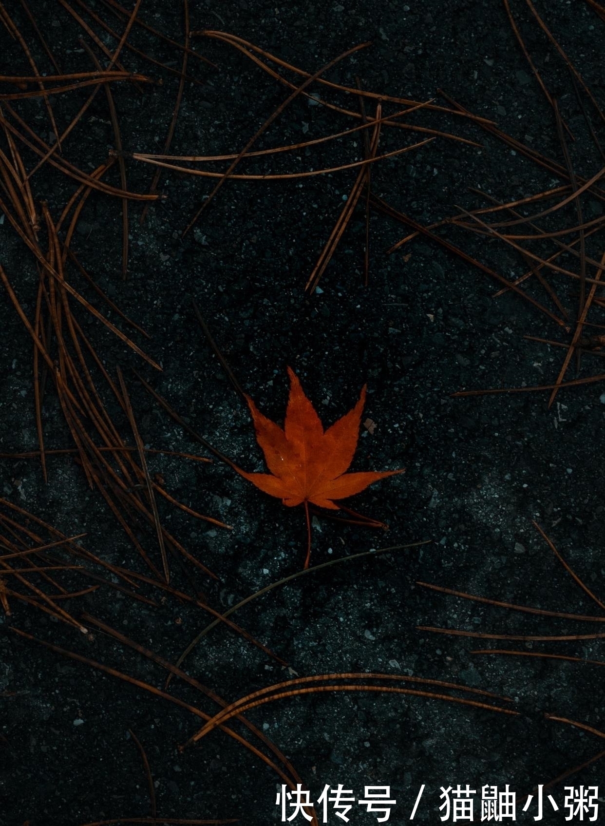 寒彻骨|孟郊的代表作《苦寒吟》，黑暗、孤独、绝望，开篇4句读完寒彻骨