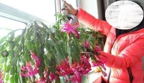  个个|生活废水才是养花宝，3种浇花，个个旺盛、茂密，比施肥好