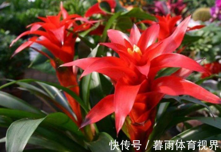 花卉|家里阳台养此款花，新手也能养爆盆，花香四溢飘满屋，美爆了