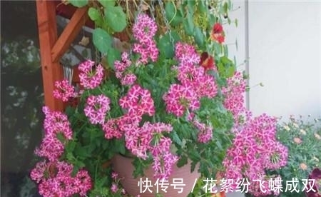 花土|夏天就是种花日,这花养半个月就爆满阳台,路过都要羡慕死!