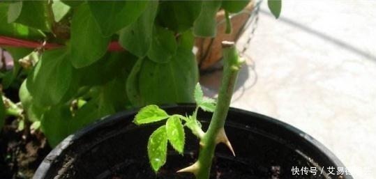 花卉|早晨“浇花”对不对?养了5年花,现在才知道浇错了