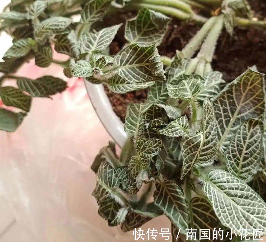 叶片|夏天怕晒的花，赶紧搬到阴凉地儿，再晒成枯杆了