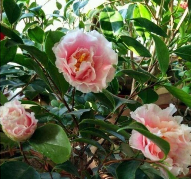 1种花,比牡丹还美,比绿萝还好养,棵棵开满枝头!