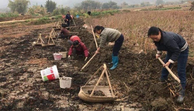 长在土里的4大宝贝,第2被誉为植物肉,第3农村娃才喊得出名儿