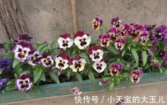 记录一下我养过的花,1000多盆都有啥