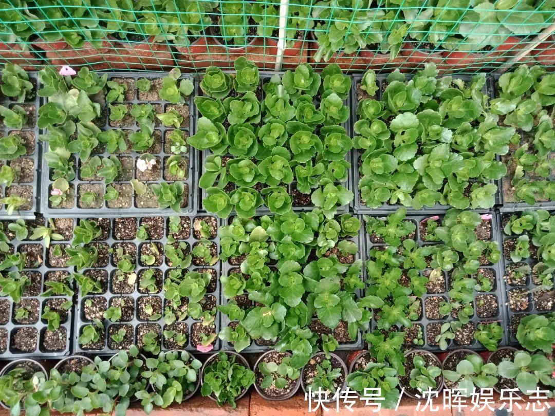 非洲堇|这花送人,只用送一片叶子,插土就活不心疼!