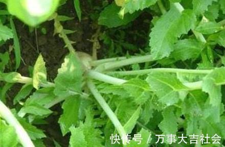 叶子|牛奶鸡蛋靠一边，它是“补钙之王”，可惜太多人不懂，被当成废料