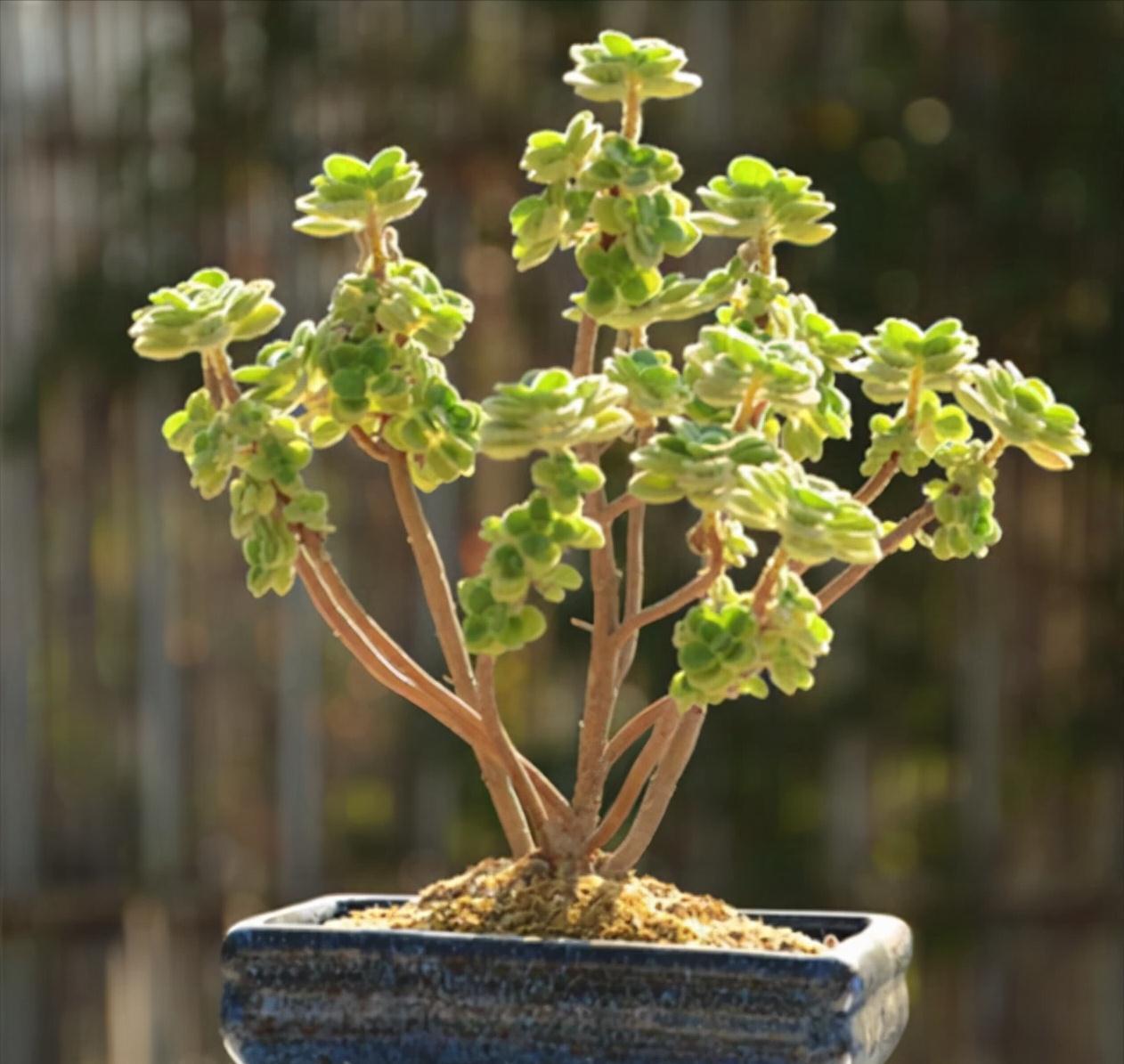 6种常见的“漂亮花”,好养少浇水,养成盆景“身价”翻倍