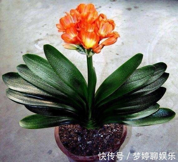 植株|养君子兰,了解4个“原则”,新叶整齐、翠绿,入冬长出花箭