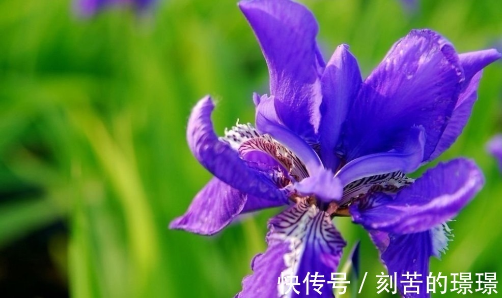 花卉|这种盆栽花卉美丽又高雅,花型简单而又美艳,是易爆盆的盆栽佳品