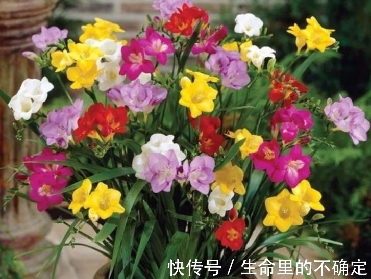 四季海棠|这几款花养在家，花期长易打理，365天开花不断，随便一养就爆盆