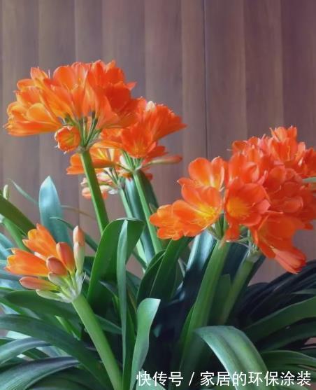 十月养君子兰，掌握“2多1忌”，花苞长满枝头，叶片挺拔油绿