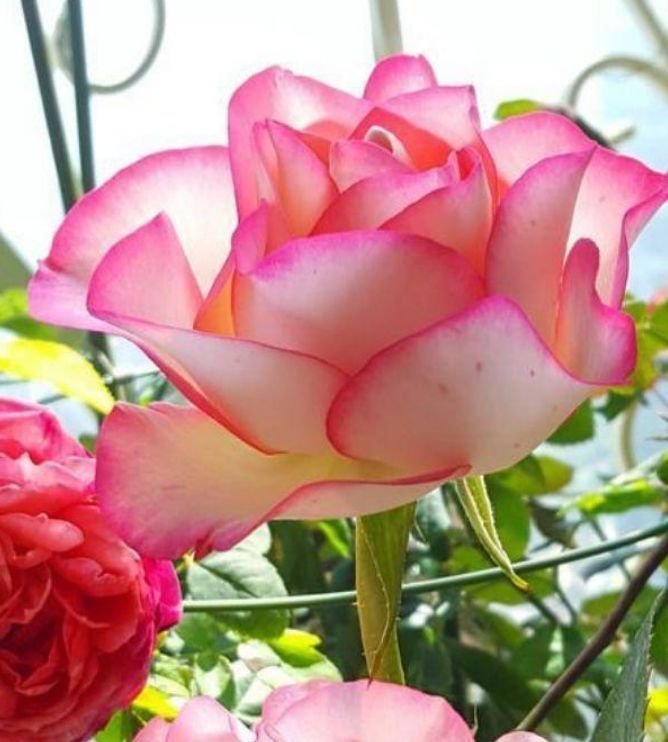 宫灯|4种花美的出奇,不仅花好看,名字也好听,花开不断!