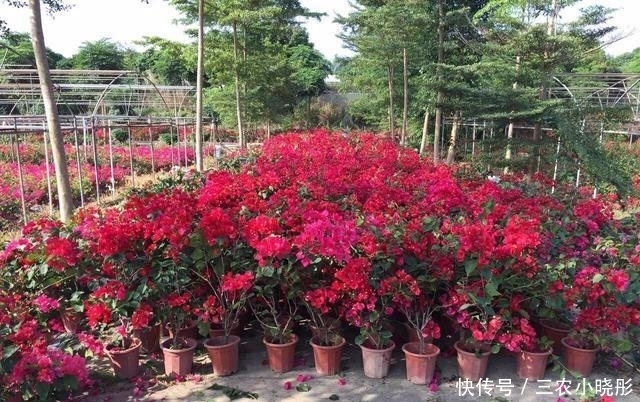 三角梅|三角梅花色绚丽，花期长，易栽培，栽种三角梅要注意什么？