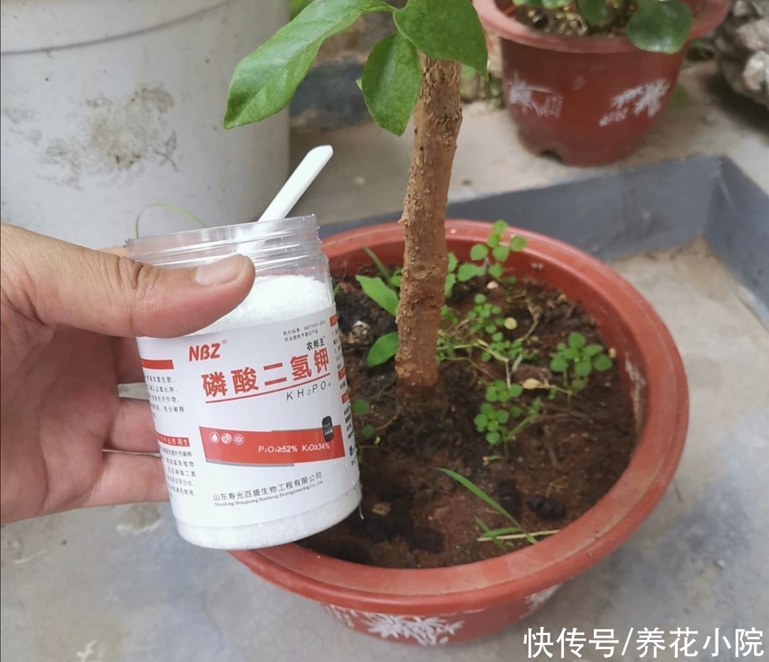 开花类|家庭养花,准备3种肥就够用,养什么花都旺