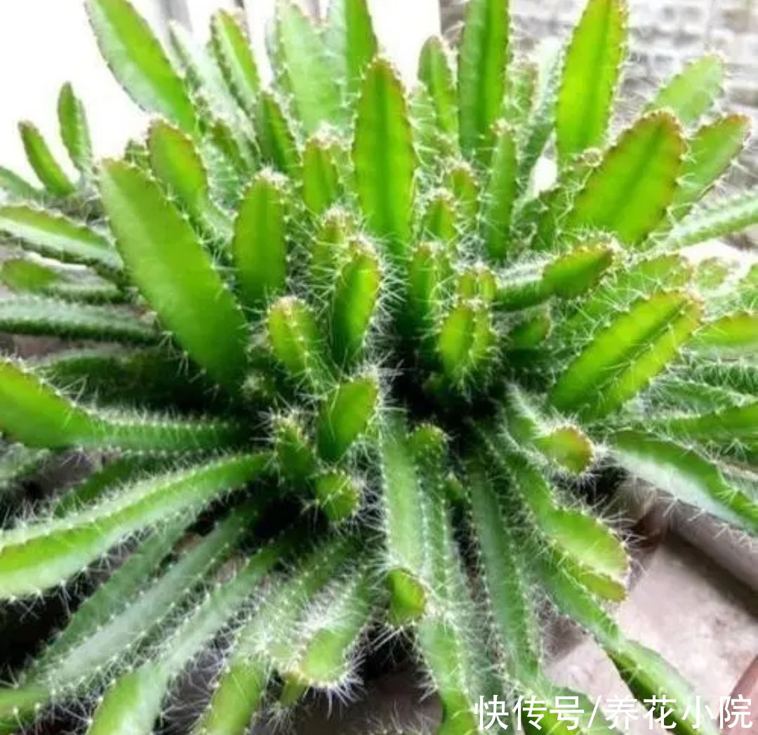 吃完水果核不要扔，剥出种子，简单几步养成小盆栽