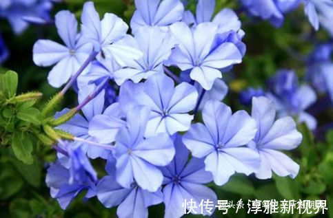 花姿|喜欢赏花,不如养盆“高端玫瑰”假日公主,花姿贵气,浪漫唯美!