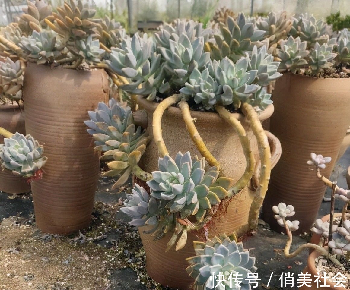 叶片|养多肉,最怕掉叶子,平常少浇水,多晒太阳,多肉不掉叶