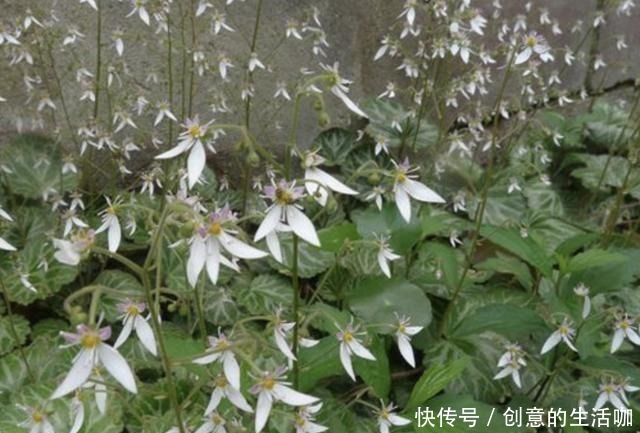 1种草叶片大,人称“耳朵草”,价值比岩黄连高,喜欢长在小院里!