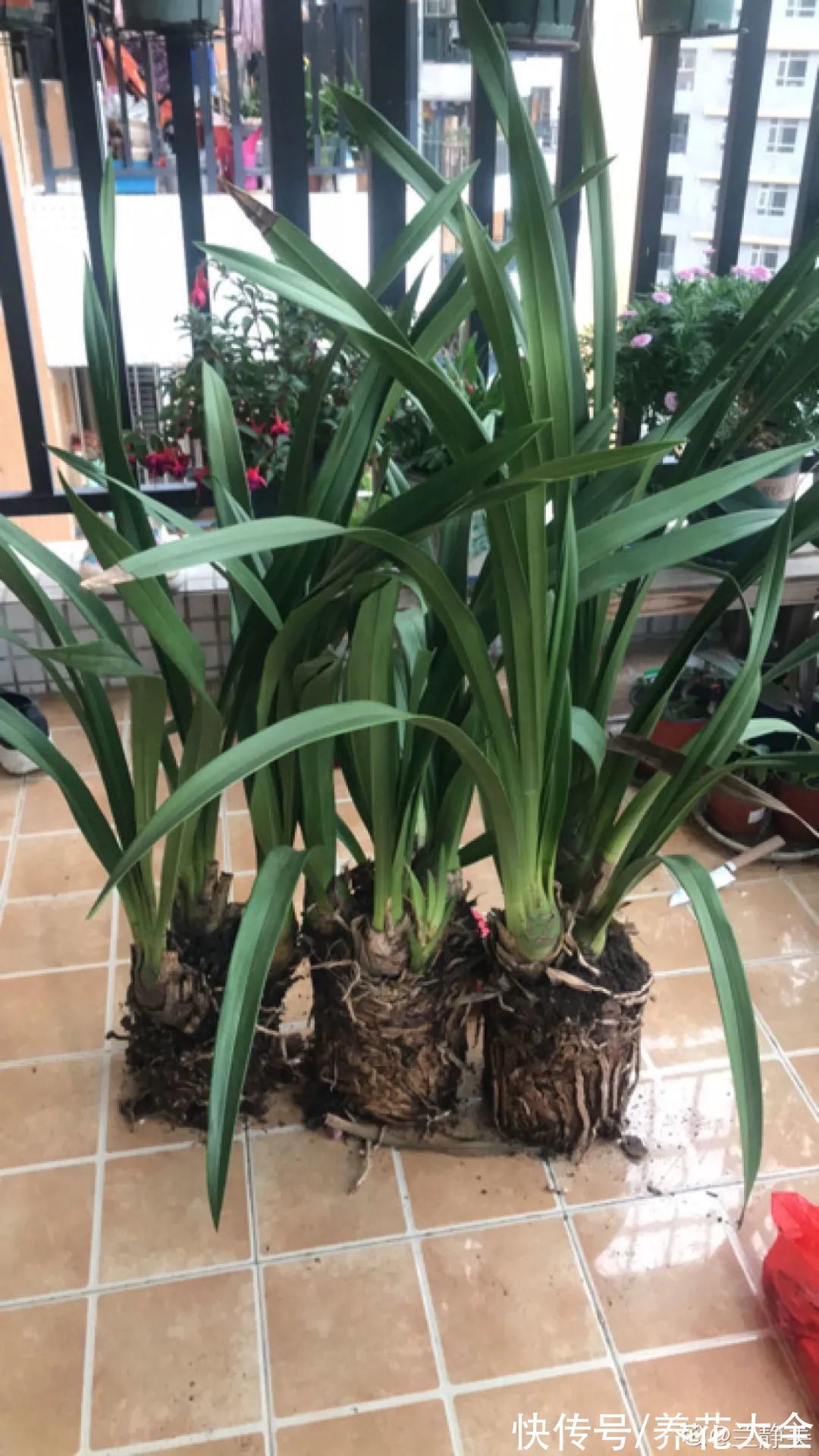 养花大棚倒闭,“贵货花”路边扔了一地,后悔没带个大麻袋