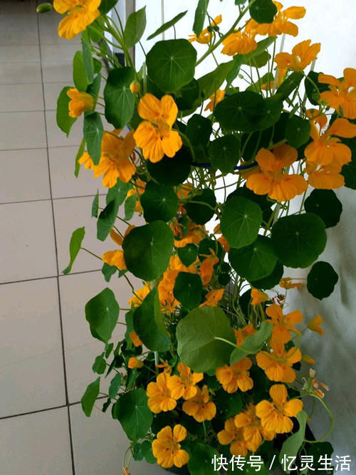 盆栽花|世界名花“旱金莲”，优秀的室内盆栽花，家里养一盆，四季有花看