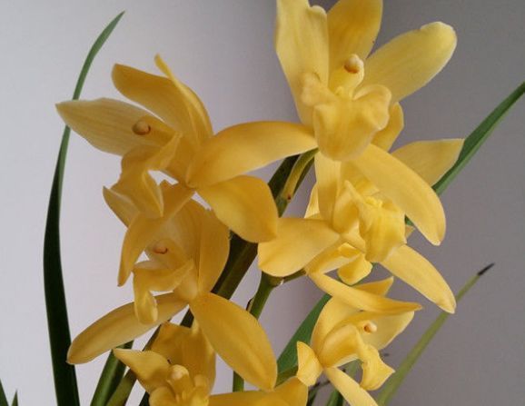 新手养花,不如养盆花中精品“宠爱小姐”,金蕊红裙,颇感娇艳