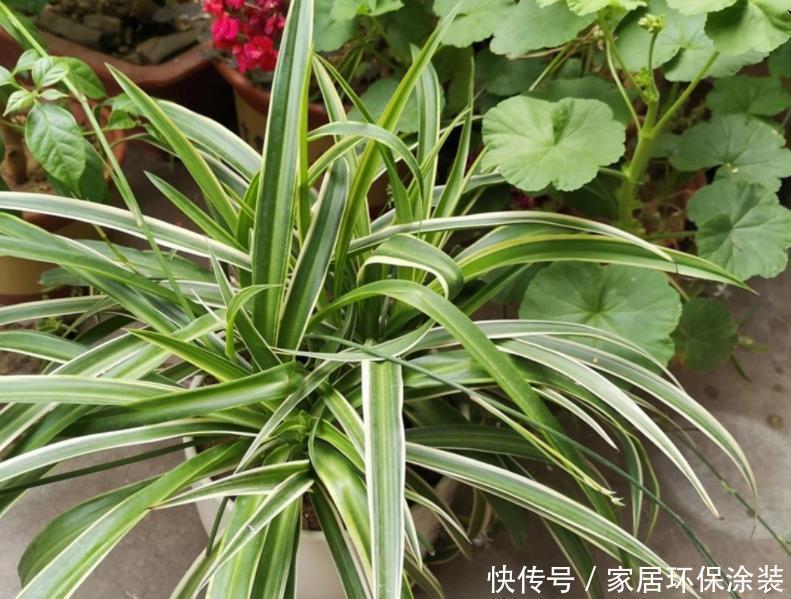 光合作用|天热养金边吊兰,盆栽牢记4点,叶子纹路清晰,小白花开不停