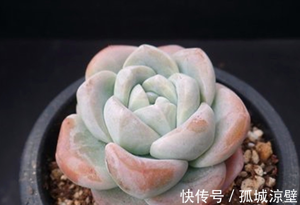 当气质出尘的雪莲遇上它们，就有了风姿各异的多肉，看看你有哪种