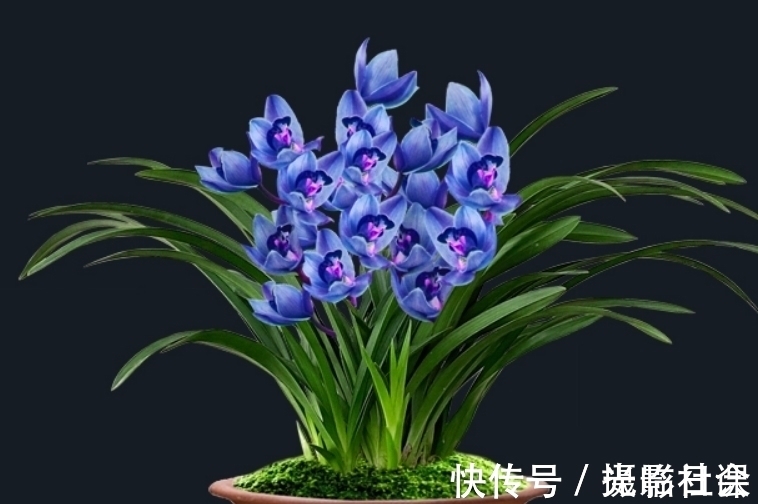 花瓣|此兰只应“天上”有,人间哪得几回闻,花色罕见,让人百看不厌