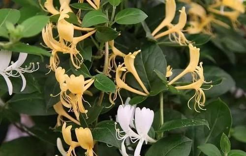 家里养花选它，沾土就能活，比桂花香10倍，开花200天以上！