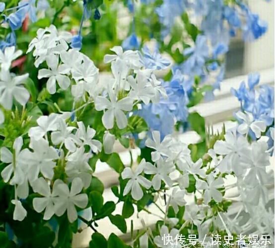  雪花|以前只知道有蓝雪花，原来还有白雪花、红雪花，你都见过吗