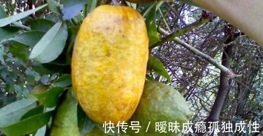 红润|会保养的女人最爱吃此果子，每天吃两个，皱纹少了，皮肤也红润了