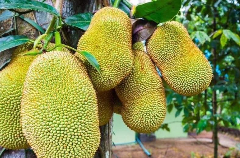  营养|菠萝蜜最好一次吃几颗？“菠萝蜜”该怎么储存，能保存其中营养？