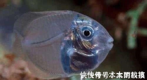 男子野外钓到一只透明鱼,欣喜带回家饲养,长大后却大变样