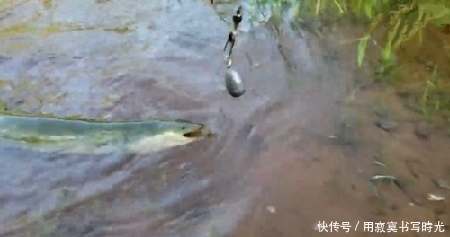 干净|水质干净,从里面钓到不认识的家伙,是黄鳝还是什么不敢取钩