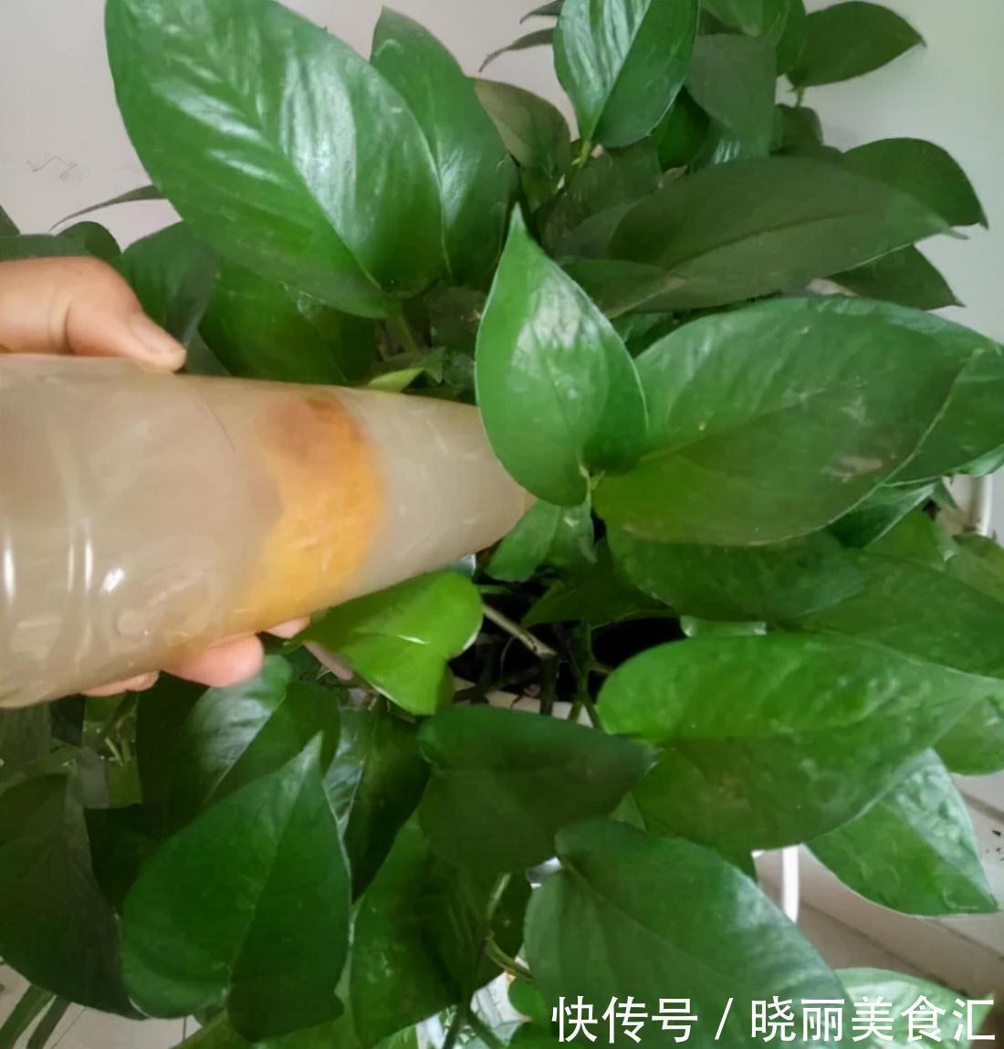 花盆|养花人的“大难题”,花盆插根“筷子”就能解决,不黄叶,开花旺