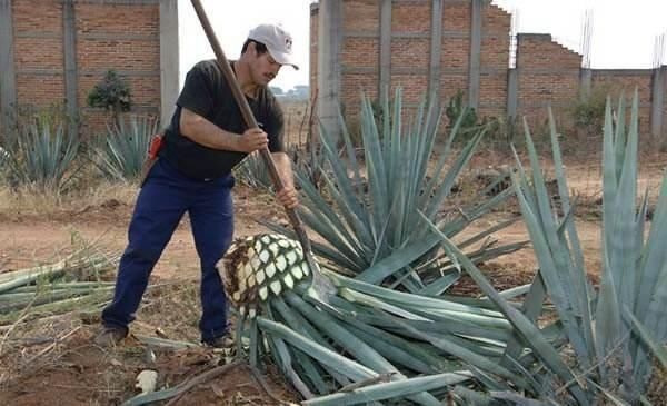 砍掉叶子就是果实,国内种它做观赏,国外拿它酿最烈的酒